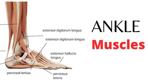 Ankle Muscles | Origin | Insertion | Actions | Nerve Supply in Details . - YouTube