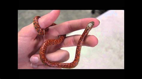 Baby Florida Brooks Kingsnake - YouTube