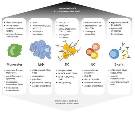 Antigen Presenting Cell Types