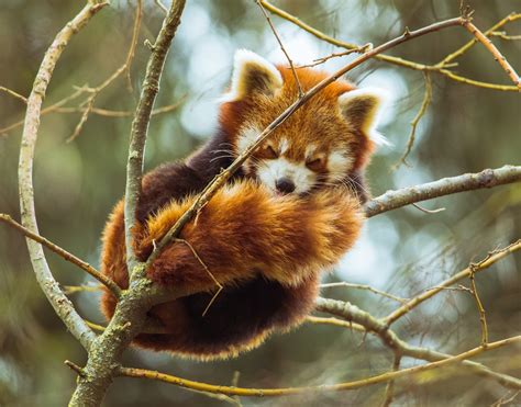 Red panda sleeping up in a tree : r/aww