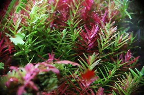 Rotala Indica Care: The Full Aquarium Plant Guide