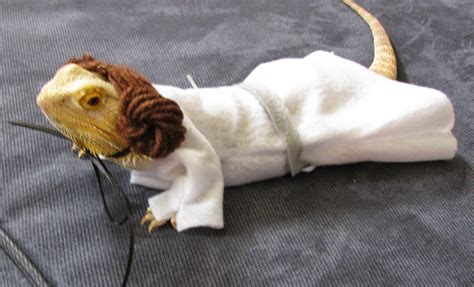 Sarah's Bearded Dragon Rescue: Star Wars Costumes!