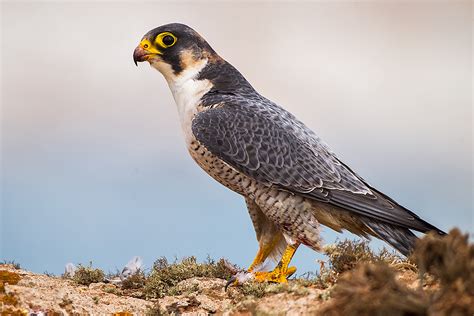 Falconiformes - SEO POSITIVO