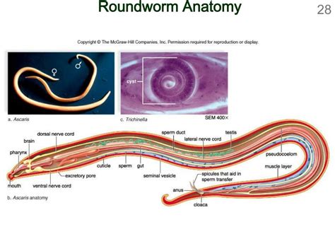 Roundworms Diagram