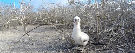 Galapagos Island Hopping Tours: 5, 7 & 9 Day