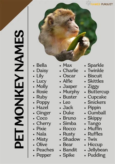 700+ Pet Monkey Names (Famous, Cute, Funny, & Unique)