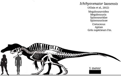 Ichthyovenator Skeleton