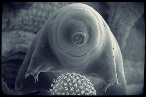 Microscopic creature | Tardigrade, Moss piglet, Microscopic images