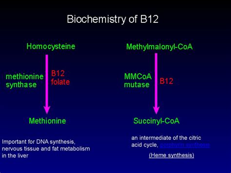 Megaloblastic anemia - online presentation