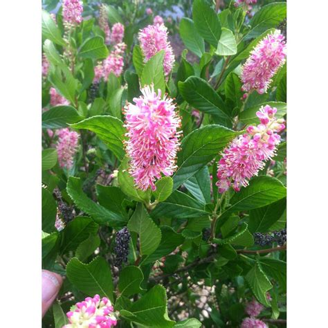 Online Orchards 1 Gal. Ruby Spice Summersweet Shrub-SBSS001 - The Home ...