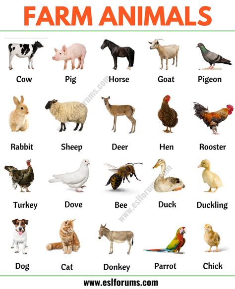 Farm Animals: List of 15+ Popular Farm/ Domestic Animals in English - ESL Forums