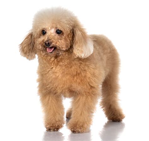 Toy Poodle Dog Breed Information | Purina