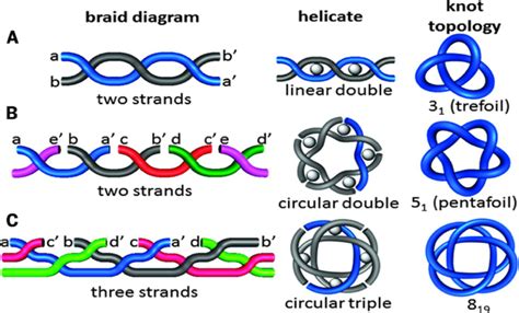 Not Your Average Knot — Journal of Young Investigators