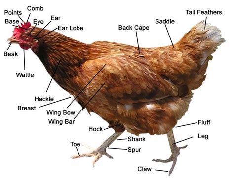 Anatomy of a Chicken | Egg laying chickens, Best egg laying chickens, Chicken anatomy