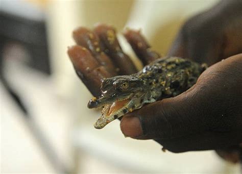 An animal handler holds a newly-hatched baby 'false gharial' crocodile ...