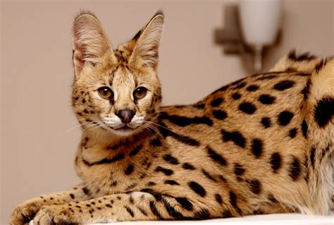 Feline - Wild - Serval | African serval cat, Serval cats, Serval