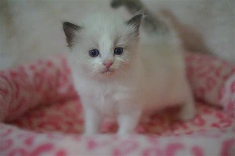 seal bicolor ragdoll show quality female - Ragdoll Kittens For Sale