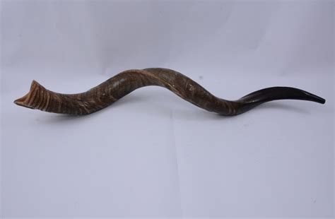 Kudu Horn Shofar Full Natural Yemenite 45 115 Cm Best Sound Best Price ...