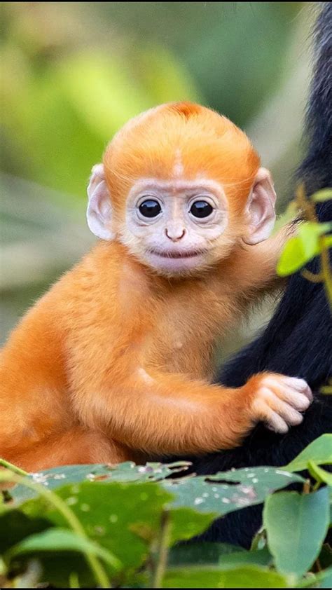 Cute Wild Animals, Cute Little Animals, Cute Funny Animals, Animals Beautiful, Little Monkeys ...