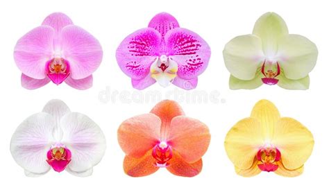 Orchid colors and their significance | Tooth Mountain Farms