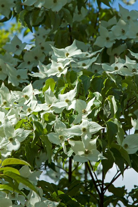 Cornus kousa 'Milky Way' | Cornus kousa 'Milky Way' - Van den Berk ...