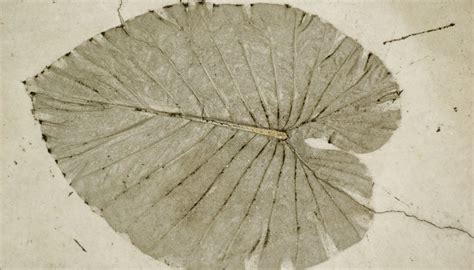 The Three Main Types of Fossils | Sciencing