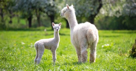 What’s a Baby Alpaca Called + 6 More Amazing Facts! - A-Z Animals