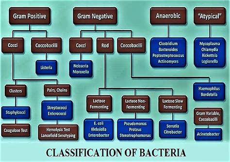 A Detailed Classification Of Bacteria | Bacteriology Notes