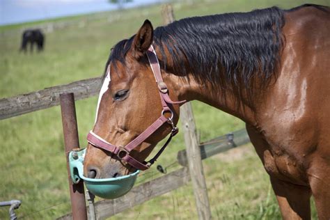 The 5 Best Water Troughs For Horses - Pets Gal