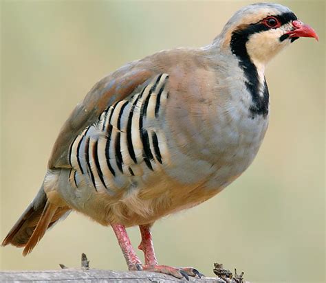 Chukar Partridge ~ Birds World