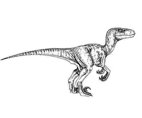 Velociraptor Blue Da Colorare Fiordaliso Disegno Colorazione | Peon Cafezog