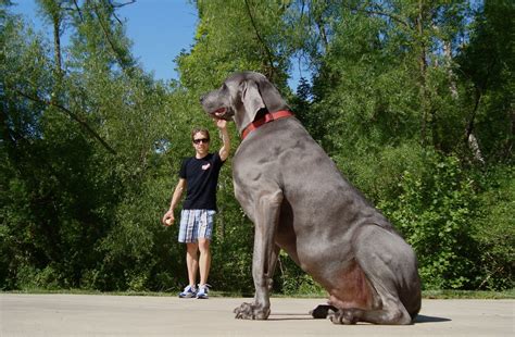 Weird, Strange And Funny!: World's Tallest Dog.