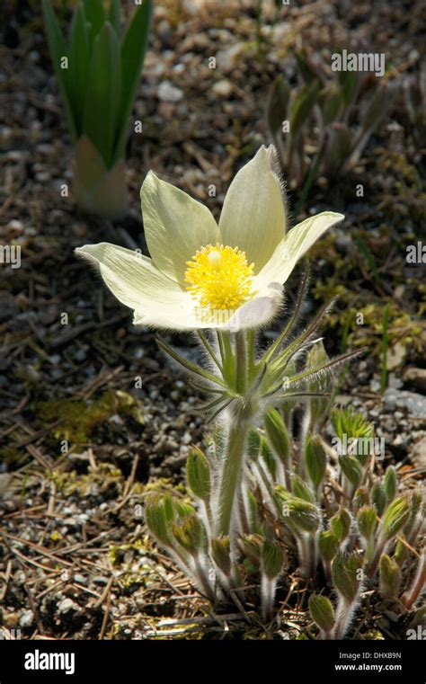 Yellow pasque flower Stock Photo - Alamy