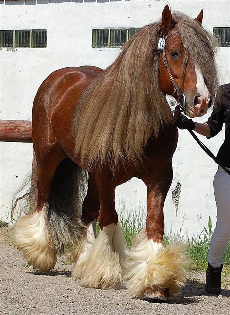 10 Strange and Beautiful Horse Breeds | Horse breeds, Horses, Beautiful ...