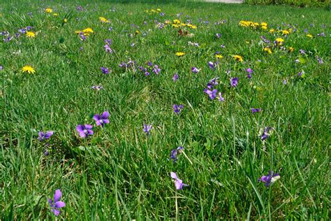 File:Grass-flowers-dandelion-spring - West Virginia - ForestWander.jpg