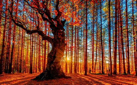 Beautiful autumn sunset forest, trees, red leaves wallpaper | nature ...