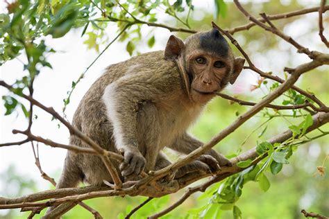 Baby Long Tailed Macaque Macaca by Anders Blomqvist