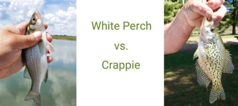 White Perch vs. Crappie: How to Tell the Difference and Catch More Fish ...