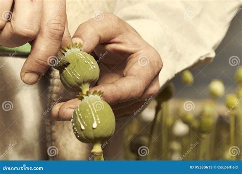 Cutting of Poppy Heads for Opium Latex Harvesting Stock Image - Image of heads, heroin: 95380613