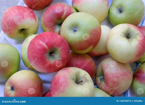 Apples in the Orchard, Varieties for the Summer, Poland Stock Photo - Image of orchard, summer ...