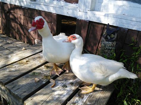 Muscovy Ducks | Muscovy duck, Chickens backyard, Duck