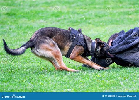 Police dog training stock photo. Image of shepherd, police - 99662822