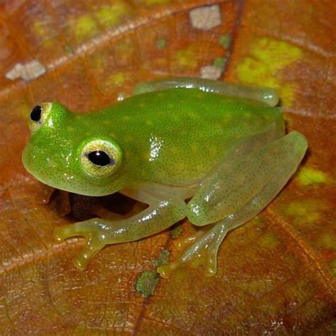 Are Glass Frogs Poisonous? - AMPHIPEDIA