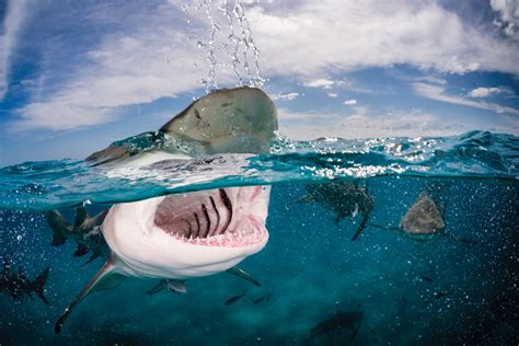 Indian Ocean Shark Attacks