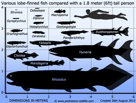 Rhizodus swims the gauntlet - Carnivora