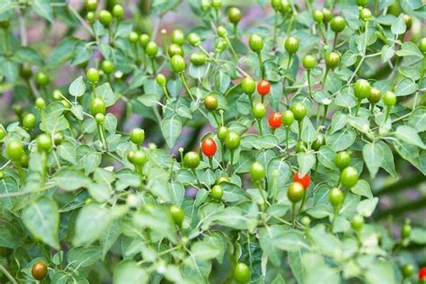 Chiltepin Pepper Seeds,Desert Tepin "Mother Of All Peppers, Capsicum annuum, SUPERHOT in 2021 ...