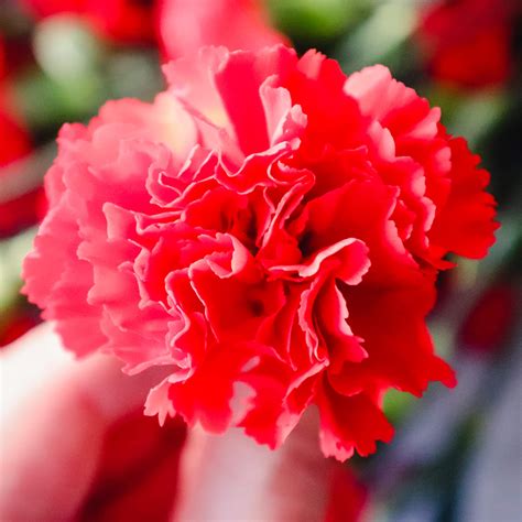 The National Flower of Spain: The Red Carnation - Explorer Momma