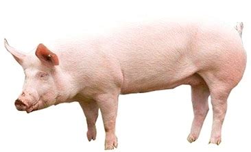 Landrace | Pig Breed | Apni Kheti