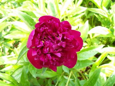 dark pink peony