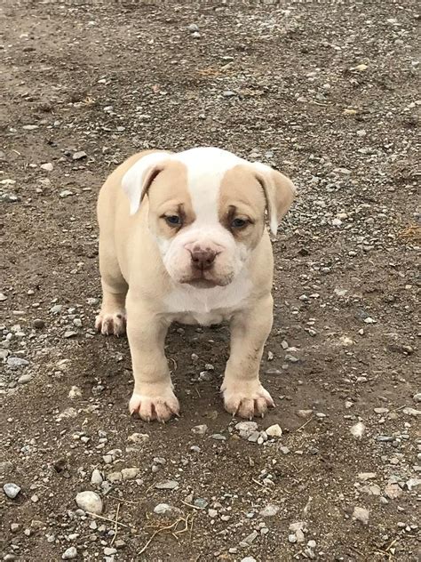 American Bulldog Puppies For Sale | Philadelphia, PA #272586